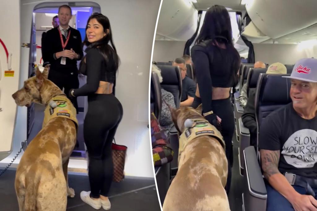 Sex Influencer brings big dogs as a flight animal in flight - here's how passengers reacted
